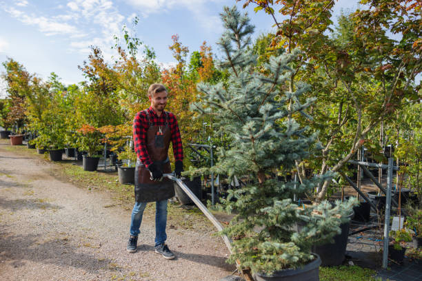 How Our Tree Care Process Works  in  New Union, TN